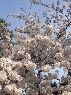 2016年3月分月次報告