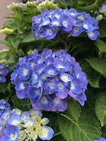月暦 2017年6月