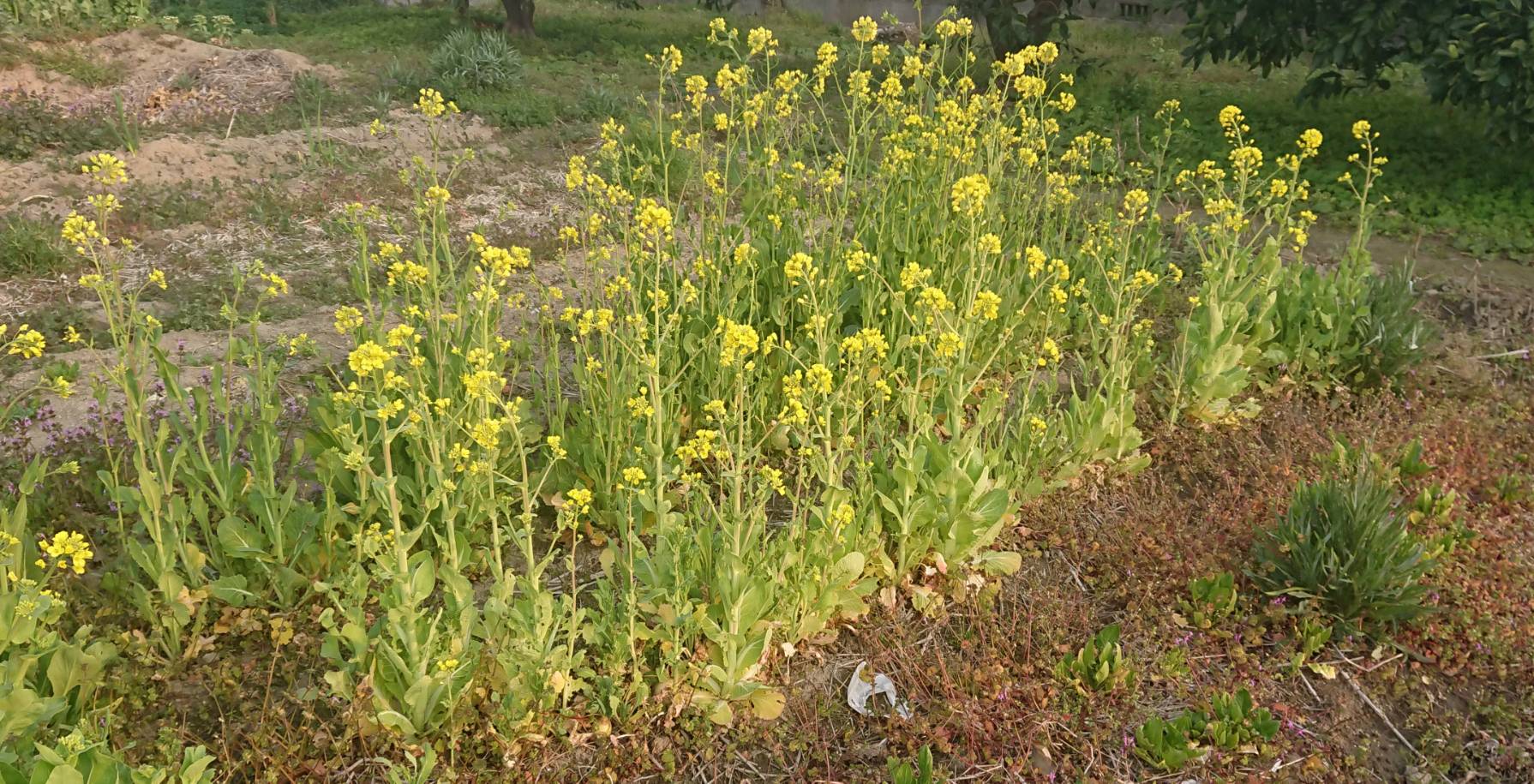 月暦 2019年3月