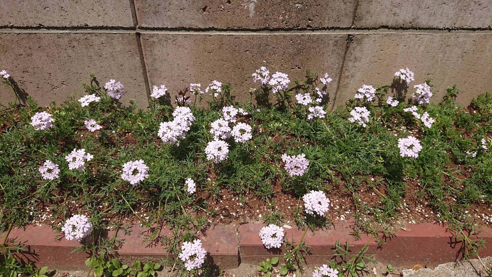 月暦 2019年5月