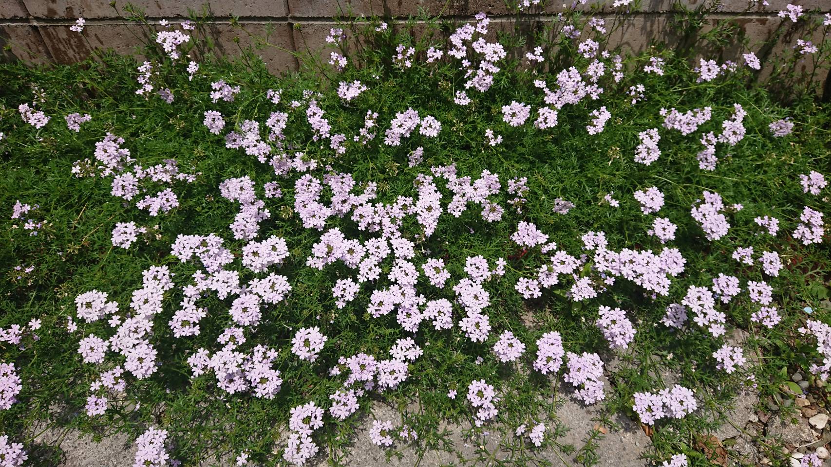 月暦 2019年6月