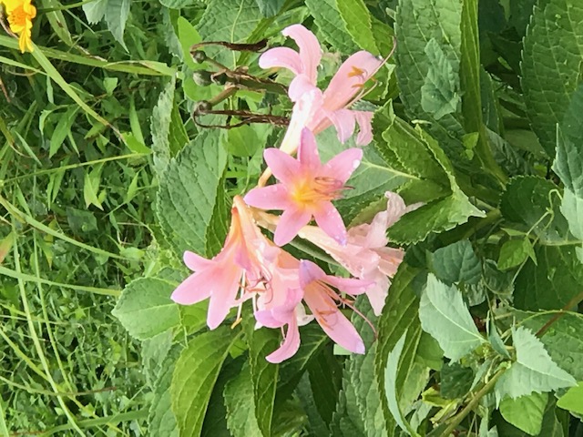 月暦 2019年9月